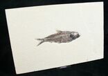 Knightia Fossil Fish On Large Slab #8548-2